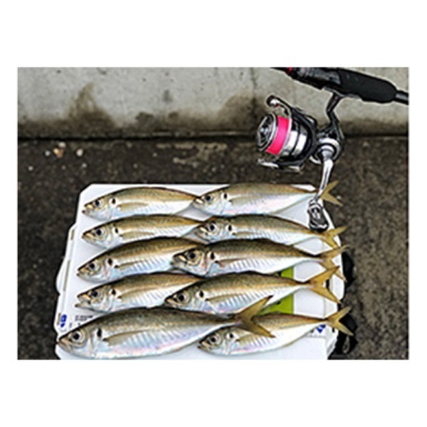 UVF月下美人デュラセンサー+Si2